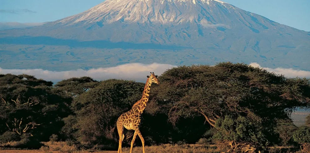 Mount Kilimanjaro Tanzania 990x490